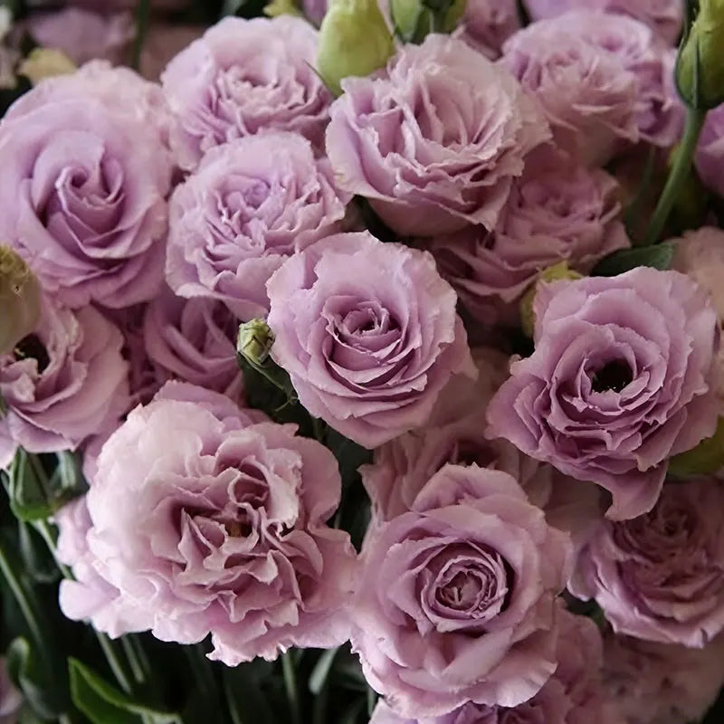 Eustoma grandiflorum Seeds | 1000pcs Per Bag