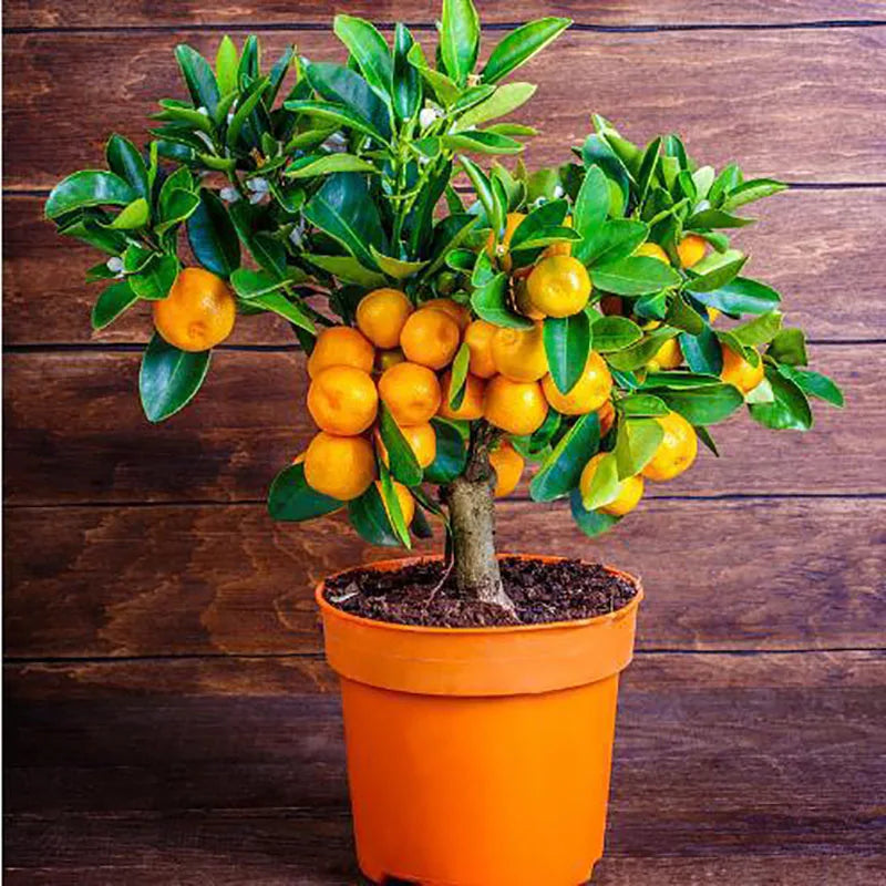 Bonsai flowers Seeds | 10 Grams Per Bag