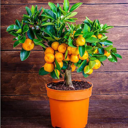 Bonsai flowers Seeds | 10 Grams Per Bag