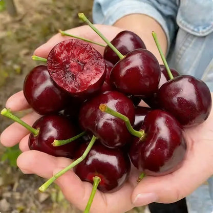 Blueberry Seeds | 20-100pcs Per Bag