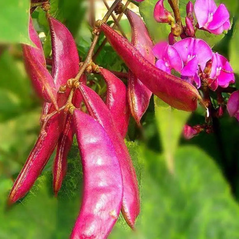Vegetable Seeds | 10 Grams Per Bag