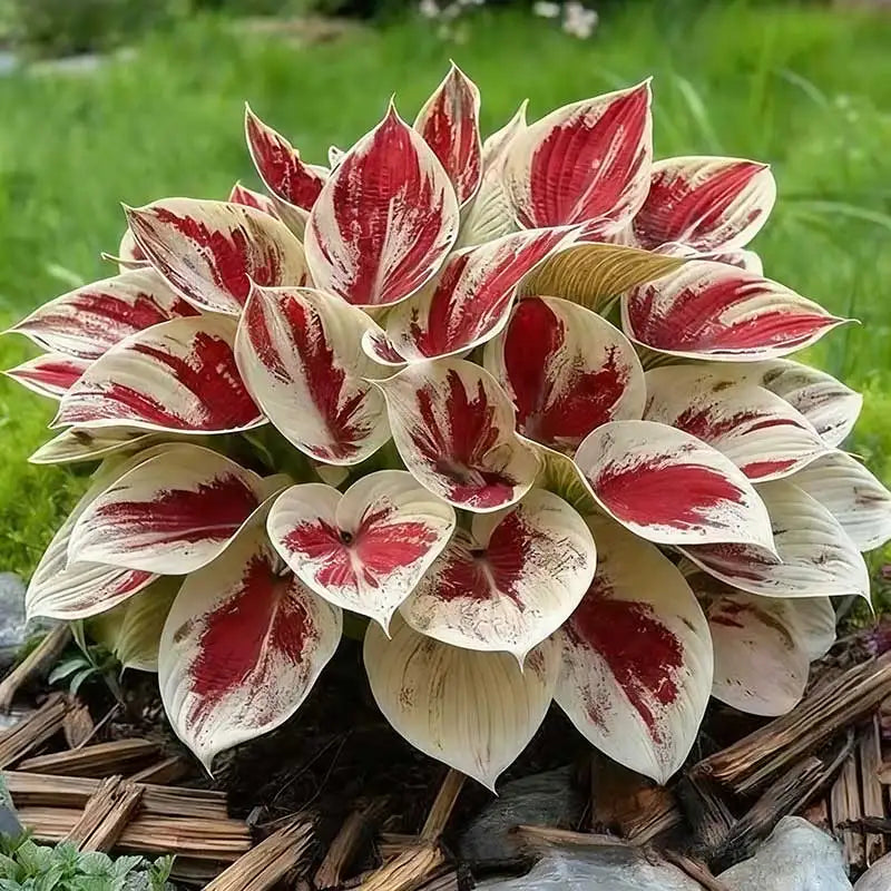 Hosta Seeds | 1000pcs Per Bag