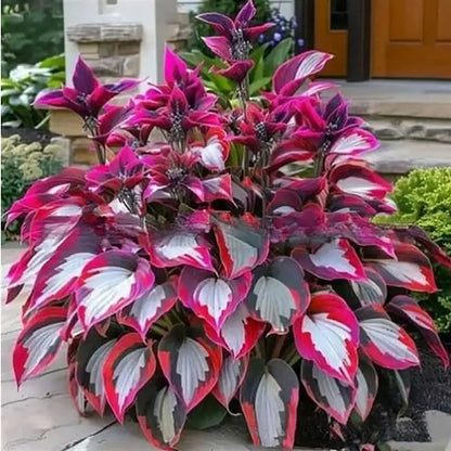 Hosta Seeds | 1000pcs Per Bag