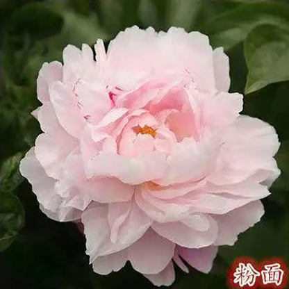 Peony Seeds | 100pcs Per Bag