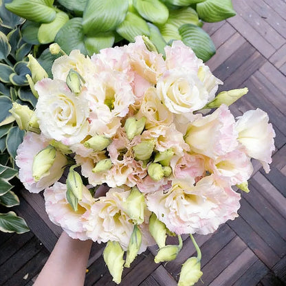 Eustoma grandiflorum Seeds | 1000pcs Per Bag