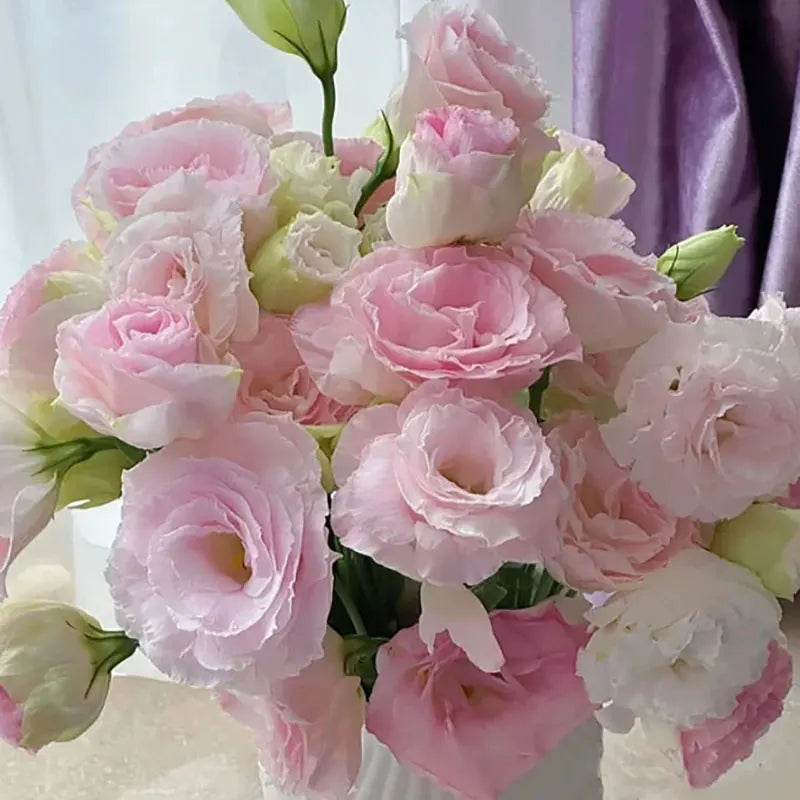 Eustoma grandiflorum Seeds | 1000pcs Per Bag