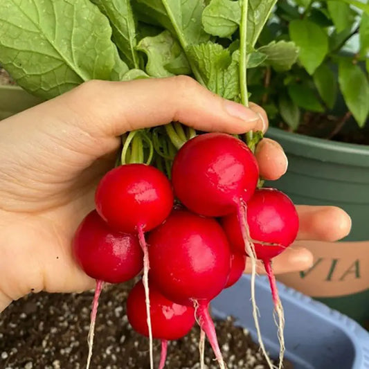 Vegetable Seeds | 10 Grams Per Bag