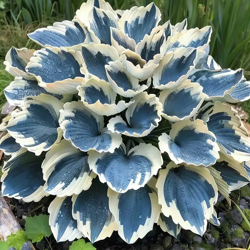 Hosta Seeds | 1000pcs Per Bag