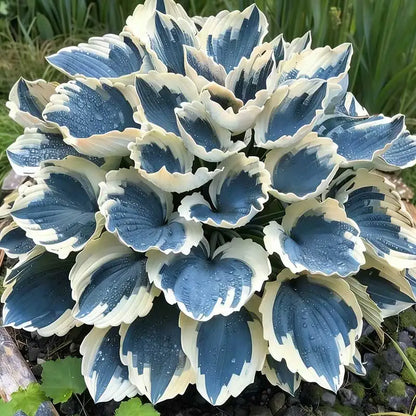 Hosta Seeds | 1000pcs Per Bag