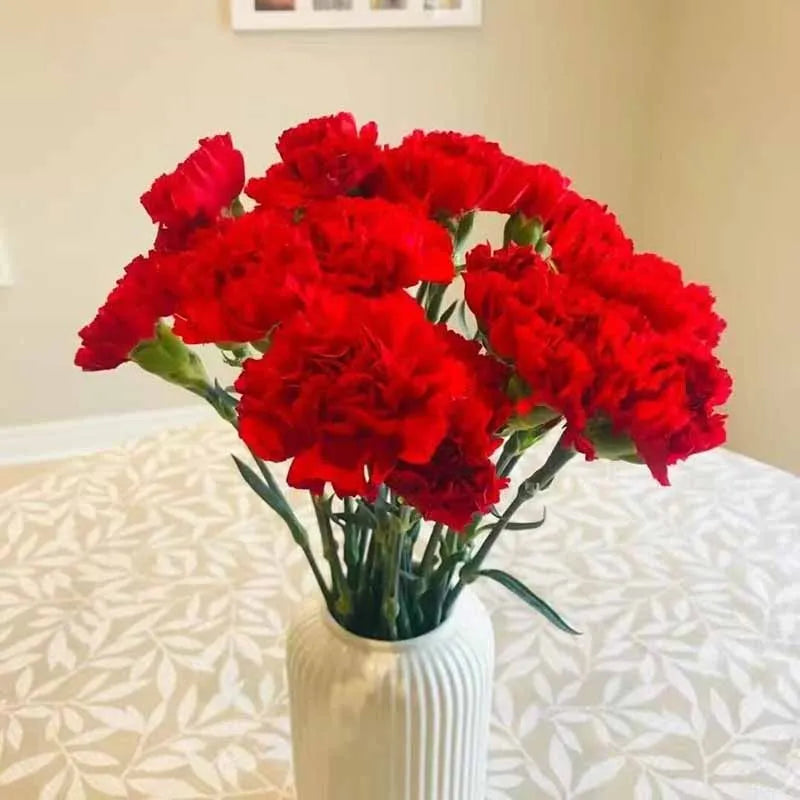 Carnation Seeds | 528pcs Per Bag