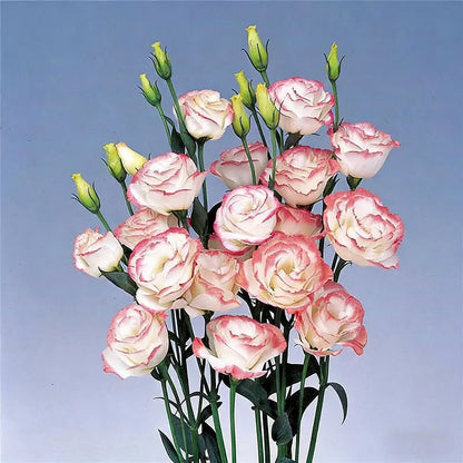 Eustoma grandiflorum Seeds | 1000pcs Per Bag