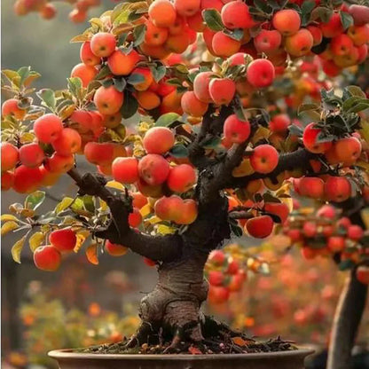 Bonsai flowers Seeds | 10 Grams Per Bag