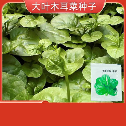 Vegetable Seeds | 10 Grams Per Bag