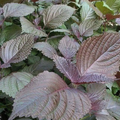 Vegetable Seeds | 10 Grams Per Bag