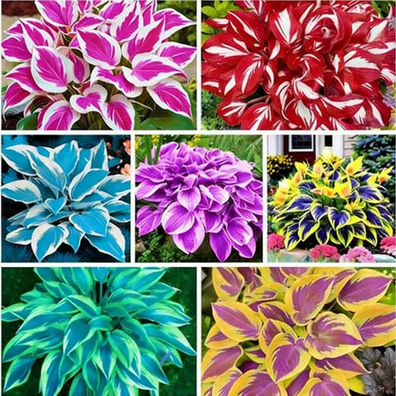 Hosta Seeds | 1000pcs Per Bag