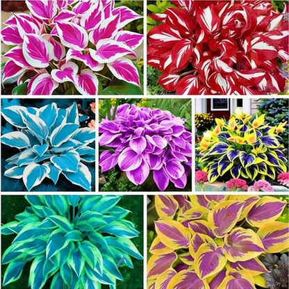 Hosta Seeds | 1000pcs Per Bag