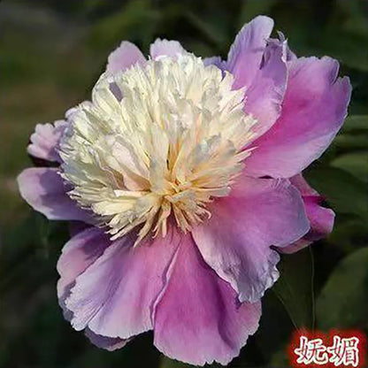 Peony Seeds | 100pcs Per Bag