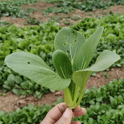 Vegetable Seeds | 10 Grams Per Bag