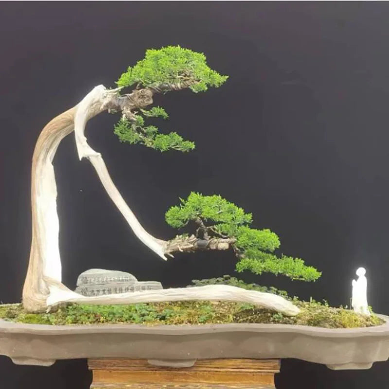 Bonsai flowers Seeds | 10 Grams Per Bag
