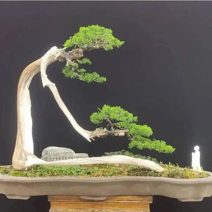 Bonsai flowers Seeds | 10 Grams Per Bag