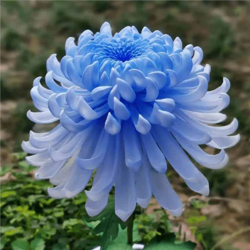 Chrysanthemum Seeds | 500pcs Per Bag