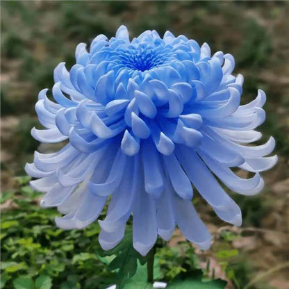 Chrysanthemum Seeds | 500pcs Per Bag