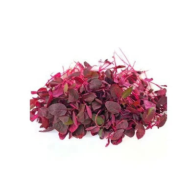 Vegetable Seeds | 10 Grams Per Bag
