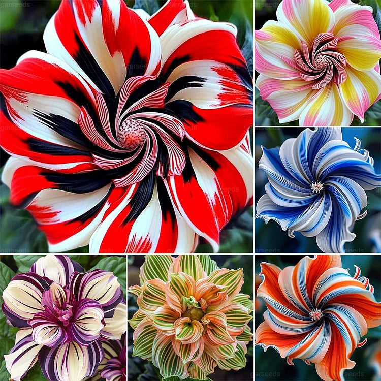 Hibiscus Seed | 500pcs Per Bag