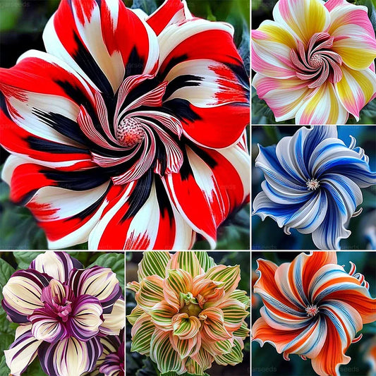 Hibiscus Seed | 500pcs Per Bag