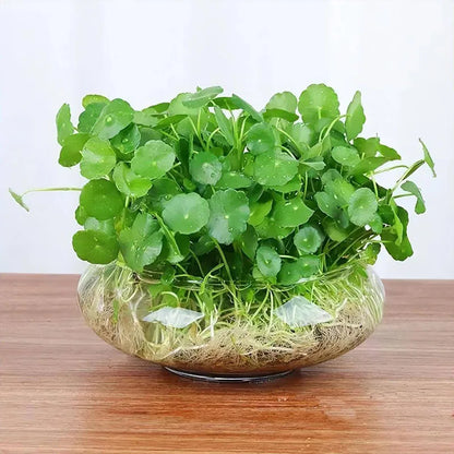 Bonsai flowers Seeds | 10 Grams Per Bag