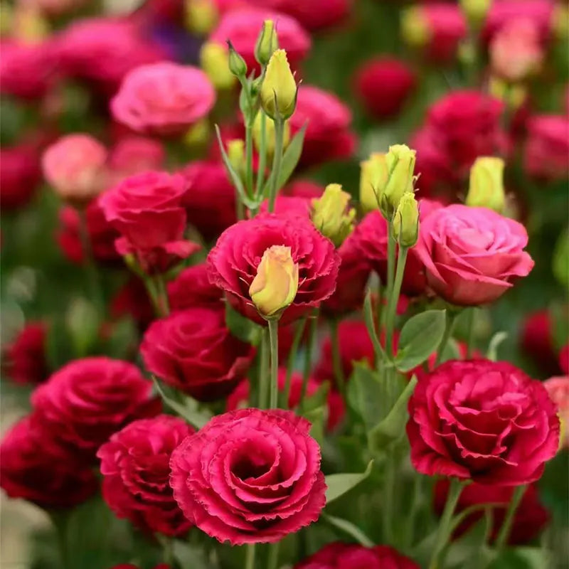 Eustoma grandiflorum Seeds | 500pcs Per Bag