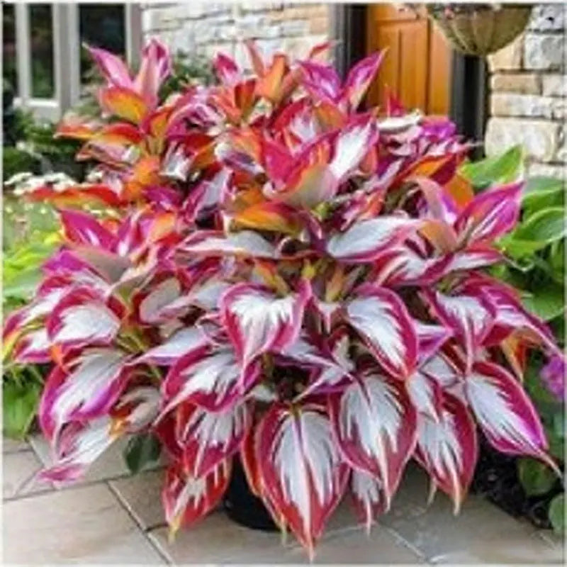 Hosta Seeds | 1000pcs Per Bag