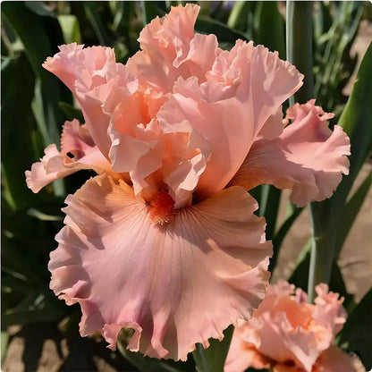 Blue Iris Seeds | 1000pcs Per Bag