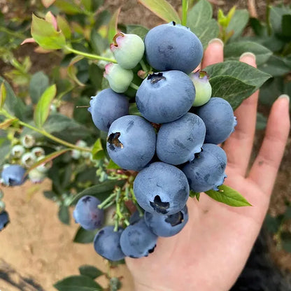 Blueberry Seeds | 20-100pcs Per Bag