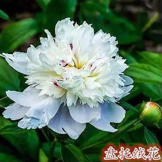Peony Seeds | 100pcs Per Bag