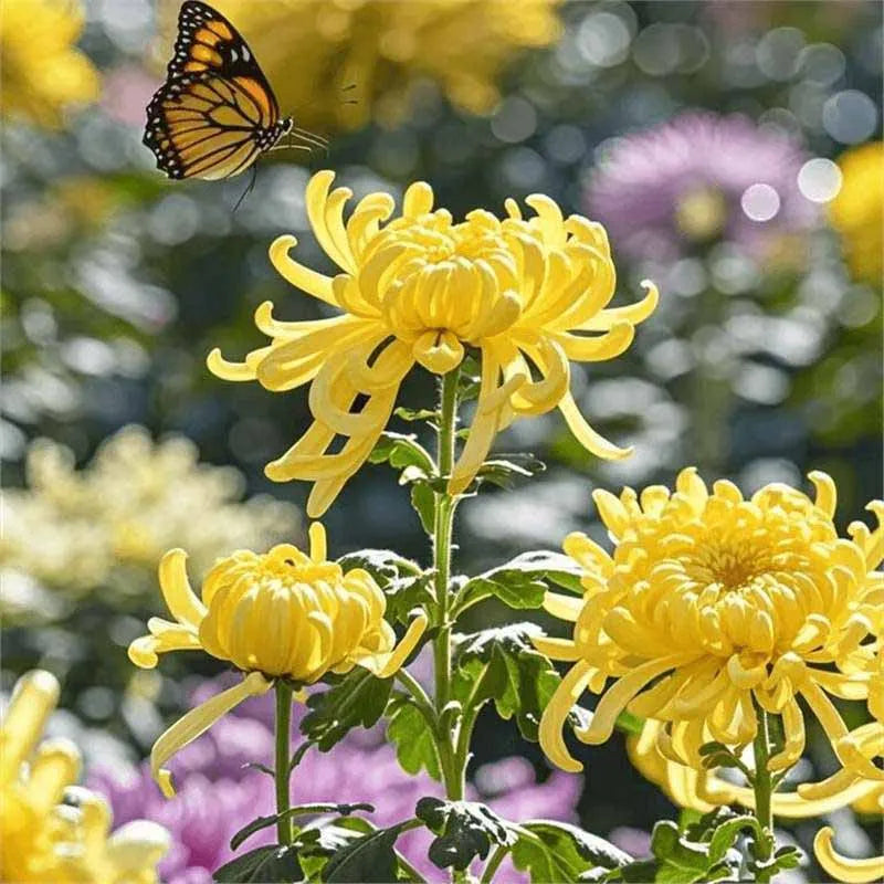 Chrysanthemum Seeds | 500pcs Per Bag