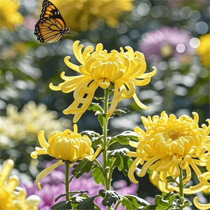 Chrysanthemum Seeds | 500pcs Per Bag