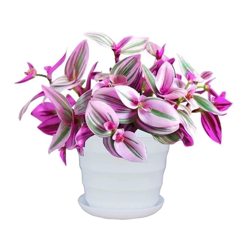 Bonsai flowers Seeds | 10 Grams Per Bag