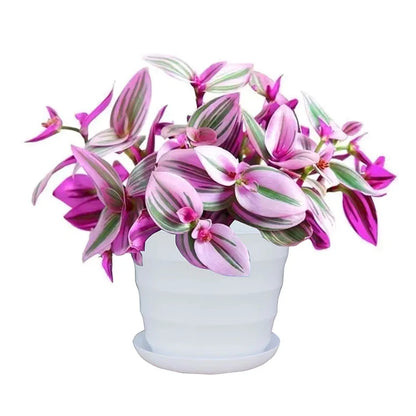 Bonsai flowers Seeds | 10 Grams Per Bag