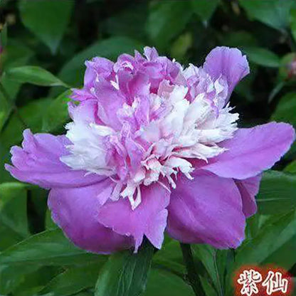 Peony Seeds | 100pcs Per Bag