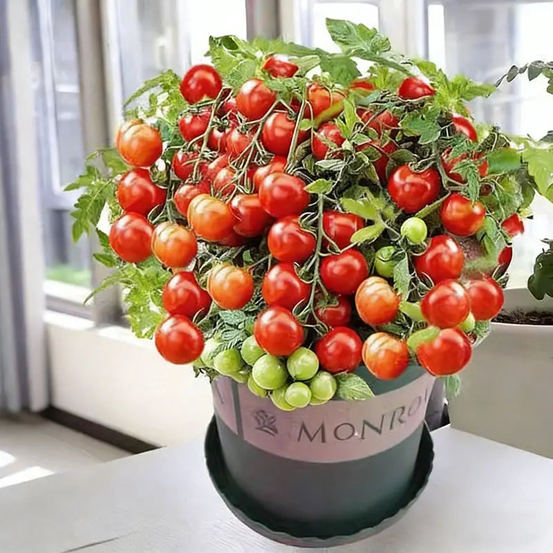 Tomato Seeds | 100pcs Per Bag