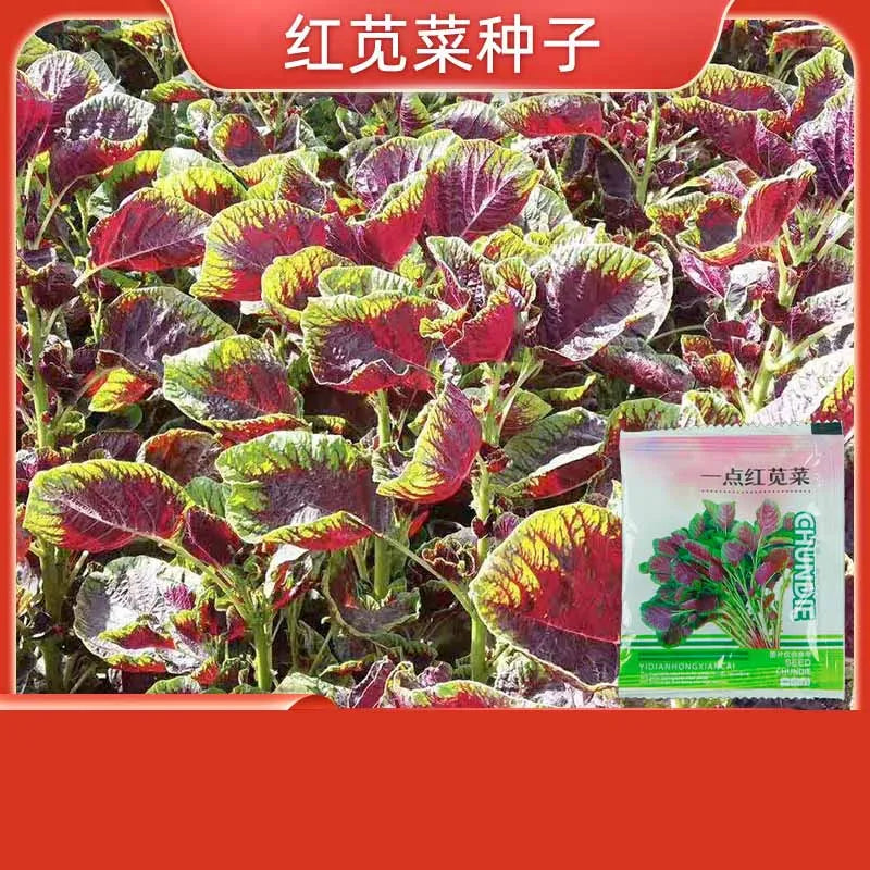 Vegetable Seeds | 10 Grams Per Bag
