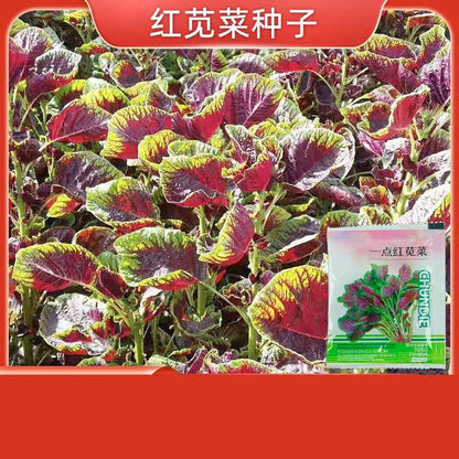 Vegetable Seeds | 10 Grams Per Bag
