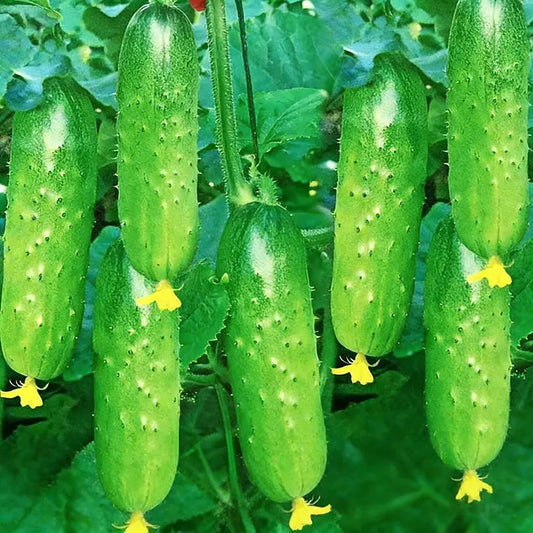 Cucumber Fruits Seeds | 10 Grams Per Bag