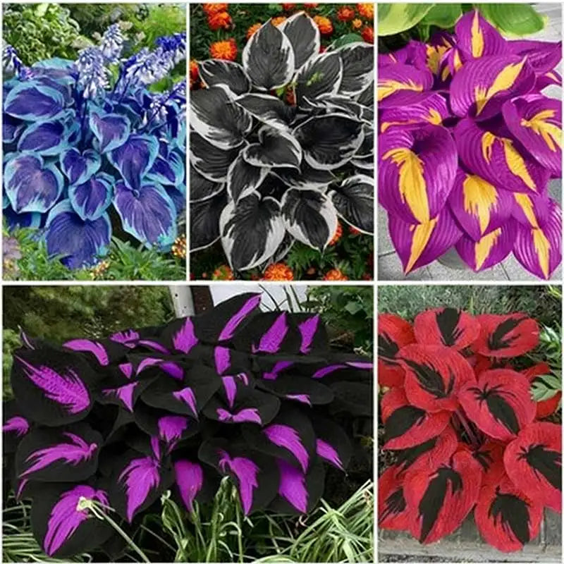 Hosta Seeds | 1000pcs Per Bag