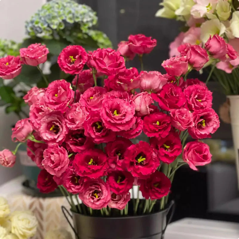 Eustoma grandiflorum Seeds | 1000pcs Per Bag
