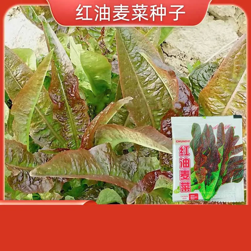 Vegetable Seeds | 10 Grams Per Bag