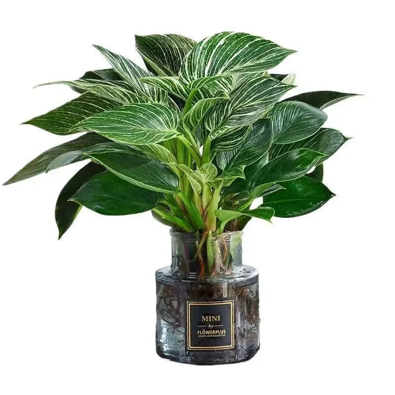 Bonsai flowers Seeds | 10 Grams Per Bag