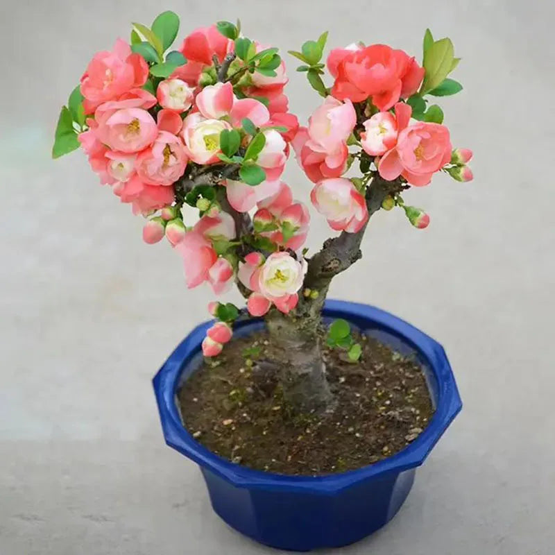 Bonsai flowers Seeds | 10 Grams Per Bag