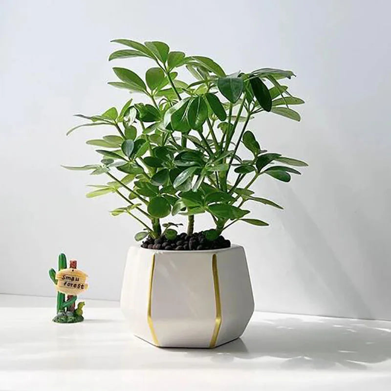 Bonsai flowers Seeds | 10 Grams Per Bag